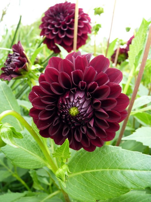 Dahlia x 'Black Diamant' fleur